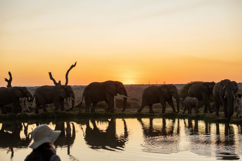 Troupeau d'éléphants au point d'eau