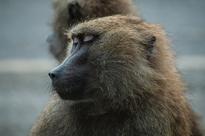 A close up of a baboon