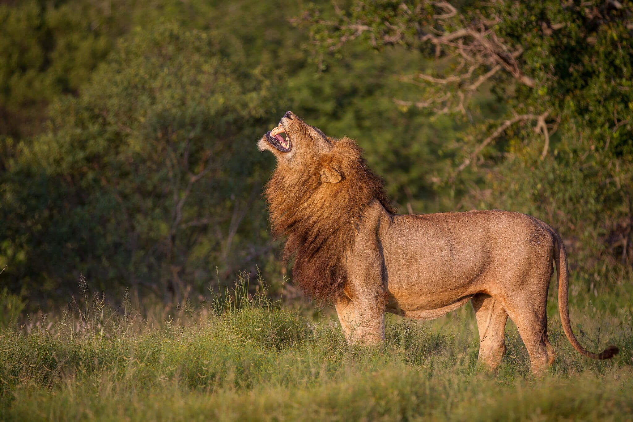 Parc National Kruger vs réserves privées - quelles différences ?