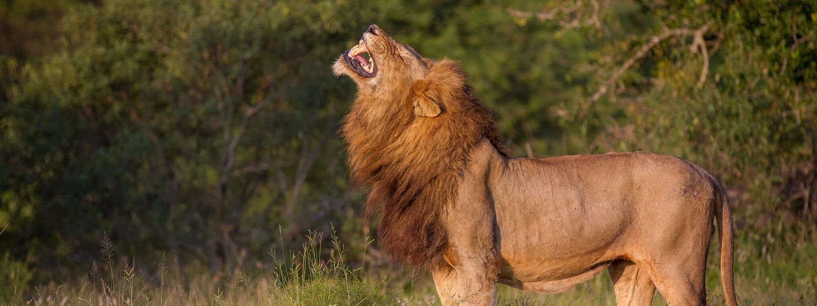 Parc National Kruger vs réserves privées - quelles différences ?