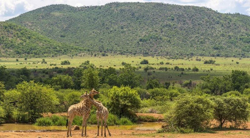 A selva de Pilanesberg oferece alguns dos melhores safáris da África do Sul