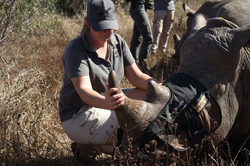 A tranquilized rhino being attended to by the volunteers at Wildlife Act