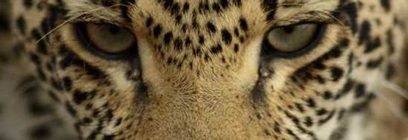 Ask the Rhino Africa safari expert - Kruger National Park