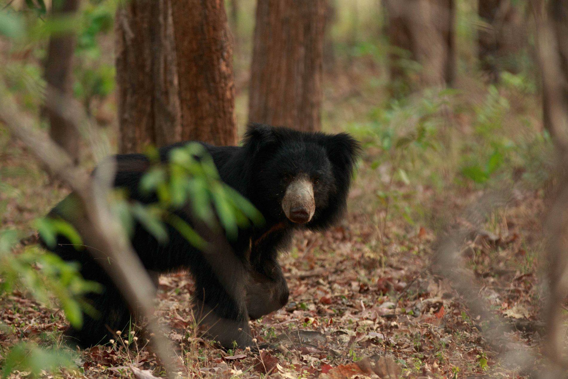 8 Weird and Wonderful Indian Animals