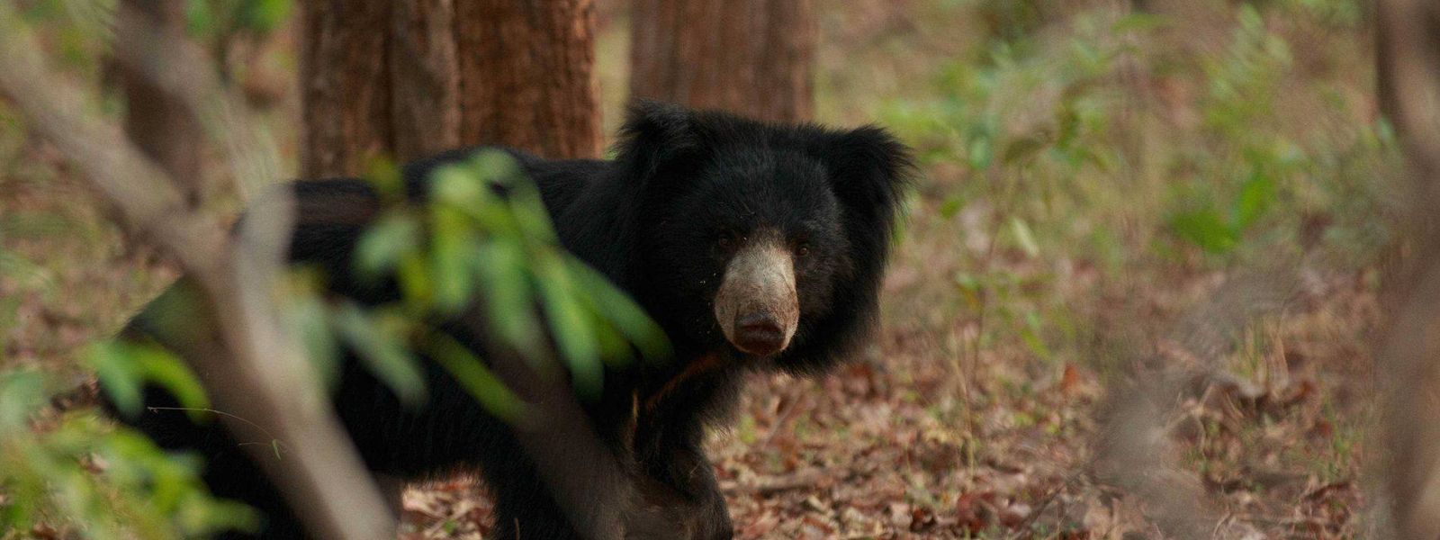8 Weird and Wonderful Indian Animals