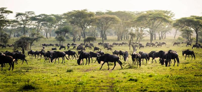 Wildebeest in Serengeti National Park