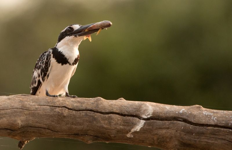 Close-up image of a King fisher with catch
