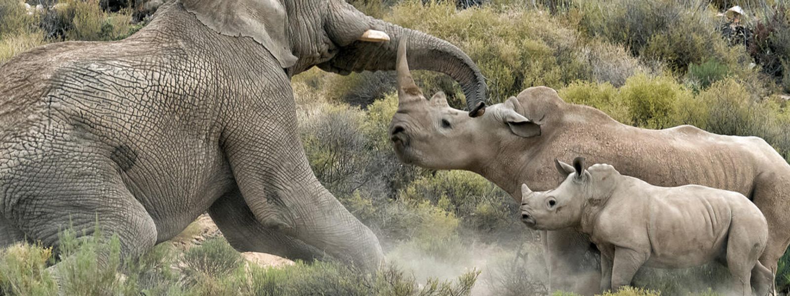 Elefante vs Rinoceronte | Lucha de gigantes