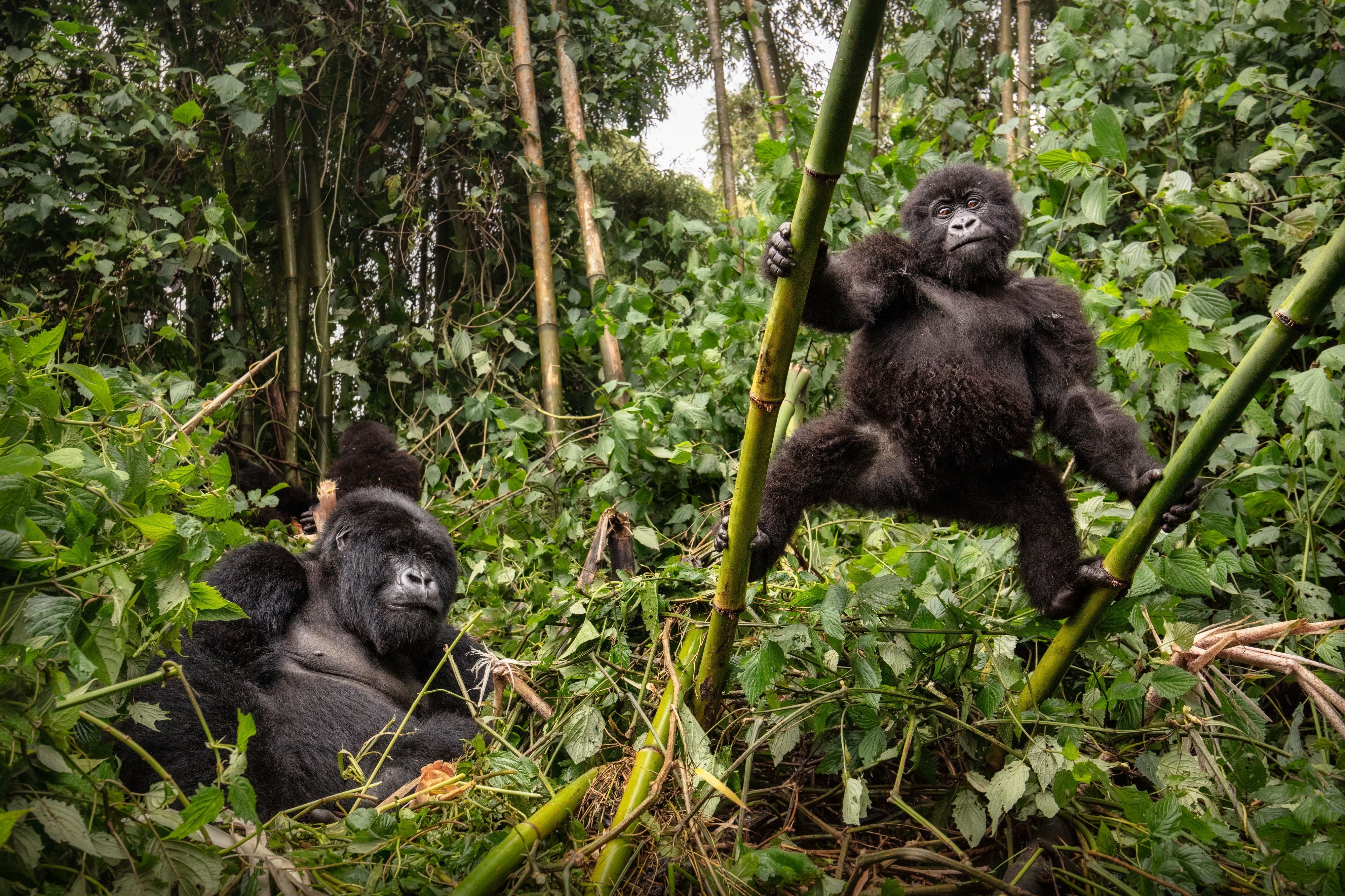 Rwanda vs Congo Gorilla Trekking: The Ultimate Showdown