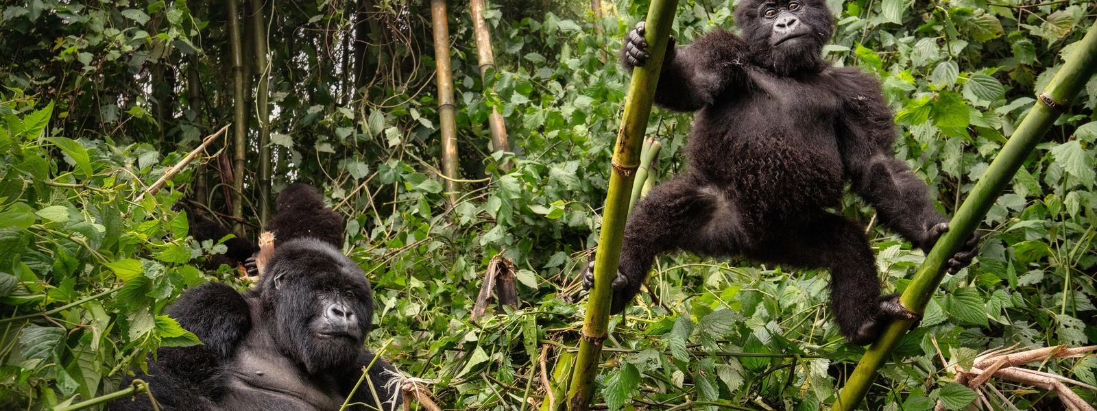 Rwanda vs Congo Gorilla Trekking: The Ultimate Showdown