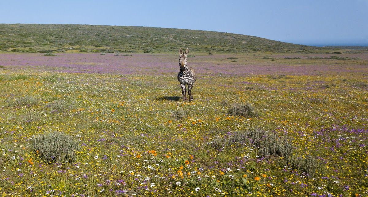 Florescer: tudo sobre a temporada de flores da África do Sul