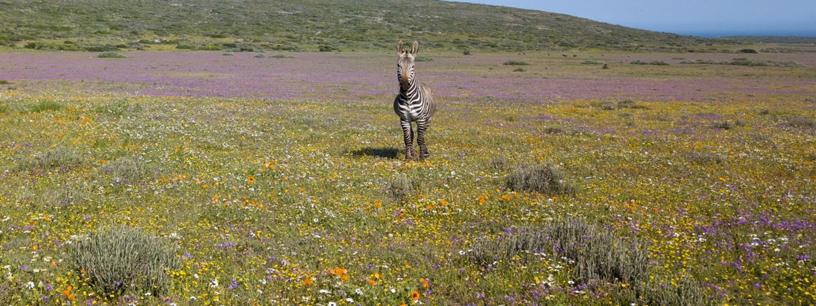 Bloom Bashing: All About South Africa’s Flower Season