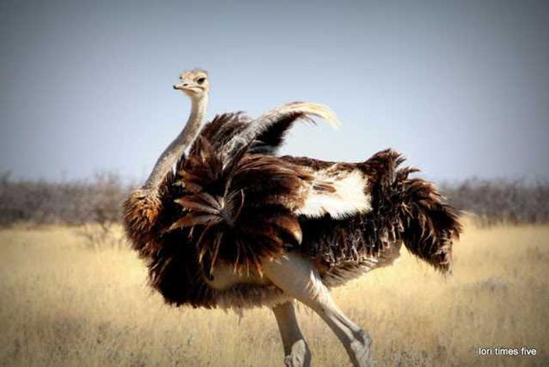 Ostrich in Etosha