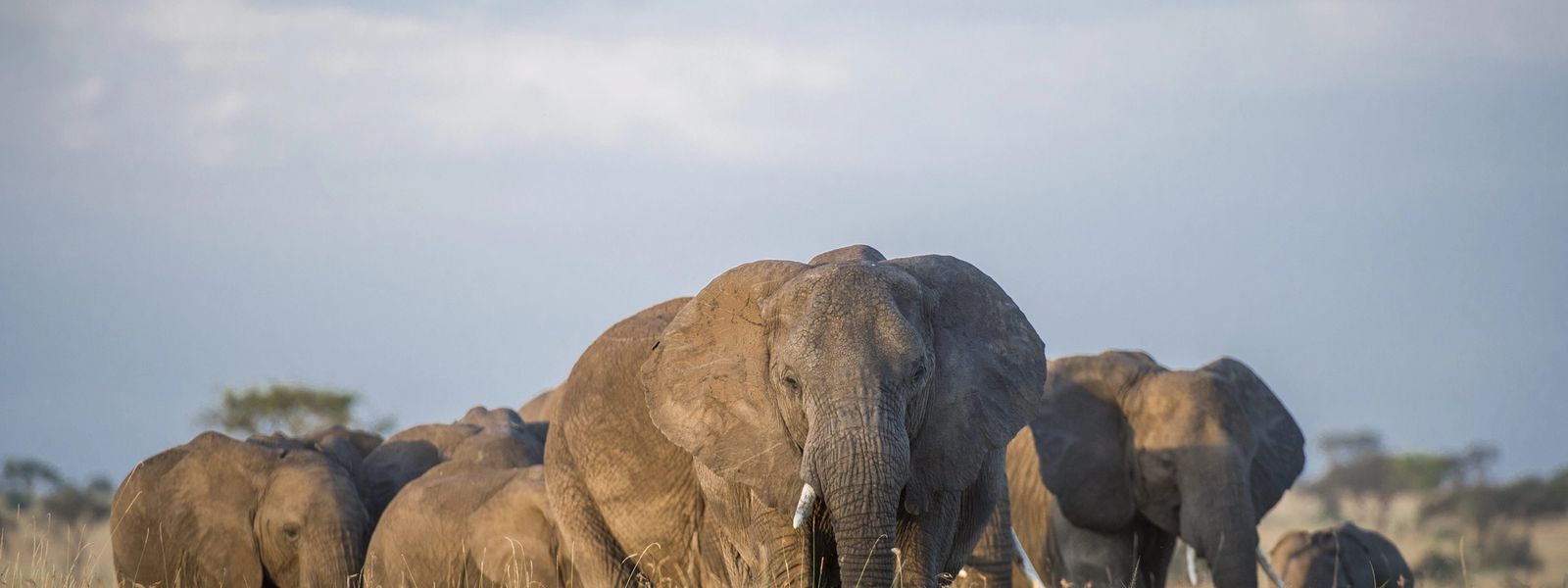 5 razones para vivir la experiencia de Singita en Sabi Sands