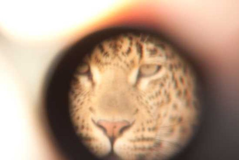 Leopard through the lens