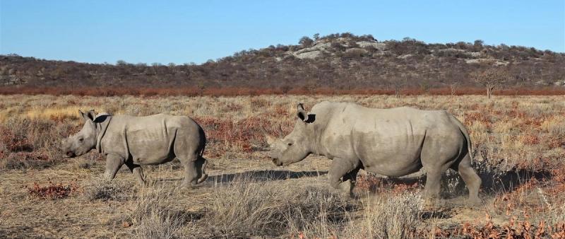Rinocerontes de Damaraland