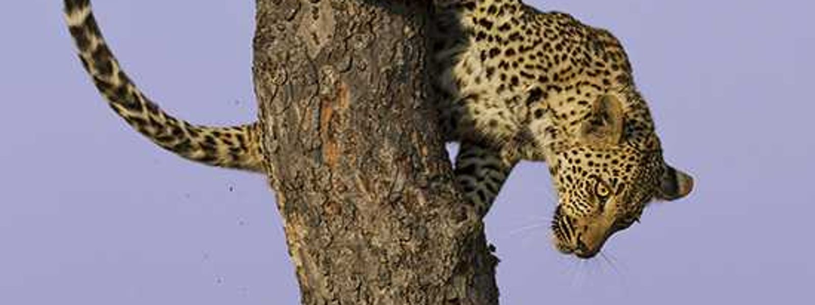 A Graceful Descent | Getaway Photographer of the Year Finalist