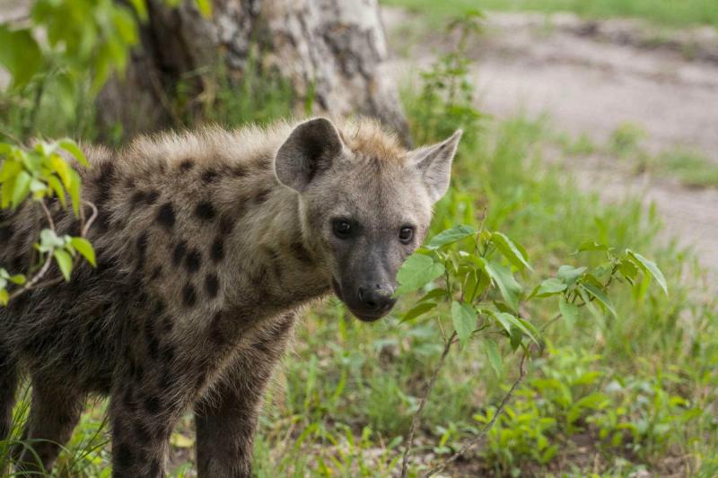 hyena on the prowl in Botswana