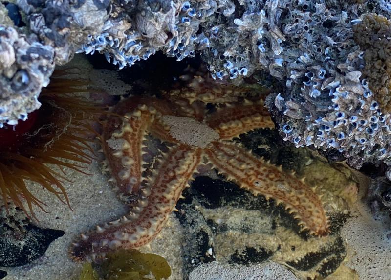 Seestern in einem Gezeitenpool an der Küste Südafrikas