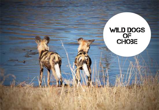 The Botswana Files - Wild Dogs of Chobe