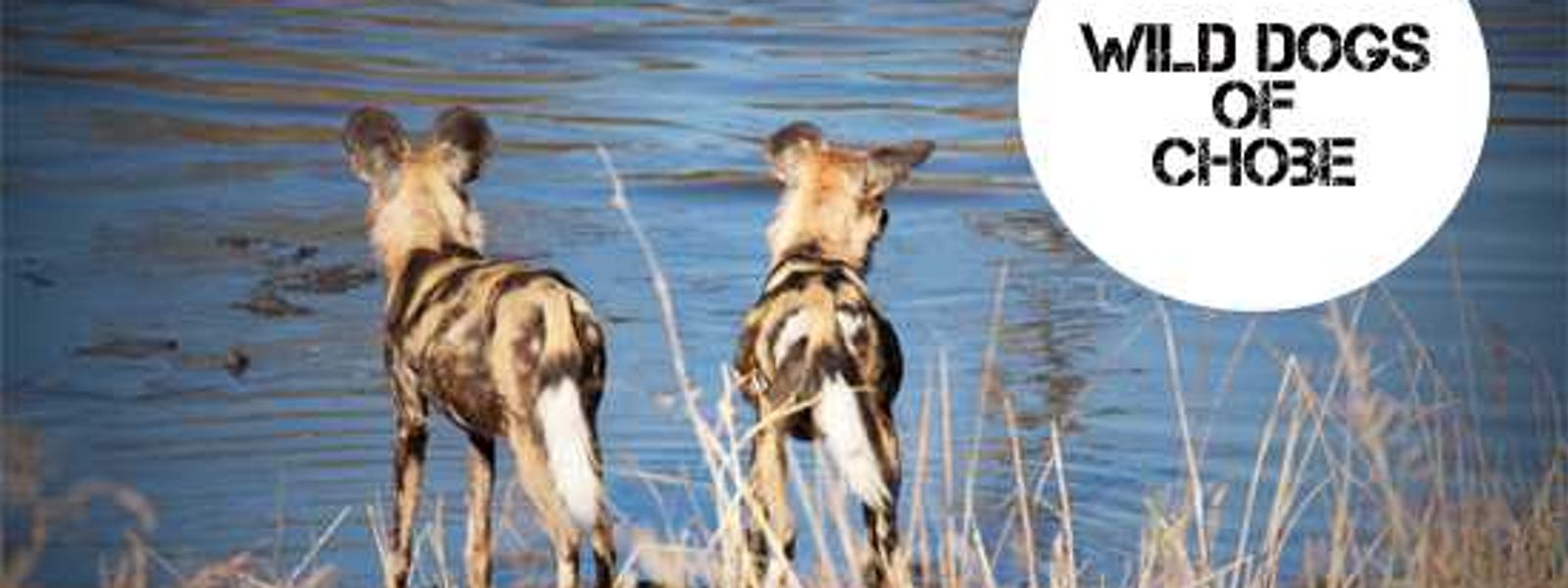 The Botswana Files - Wild Dogs of Chobe