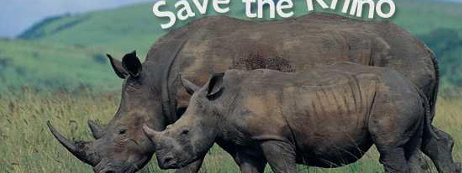 Critically Endangered Rhinos Need All The Help They Can Get!