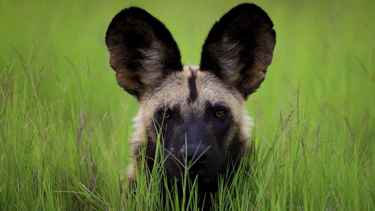 Enamórate de: los perros salvajes africanos
