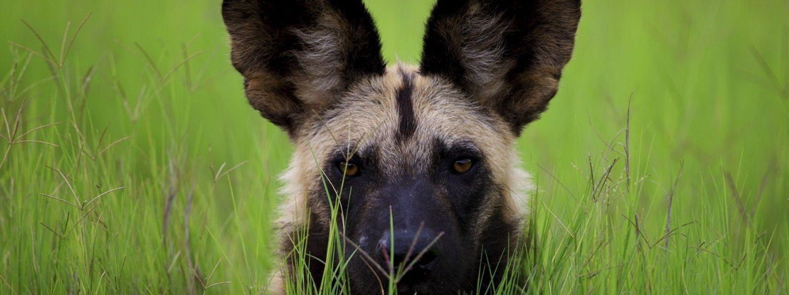 Enamórate de: los perros salvajes africanos