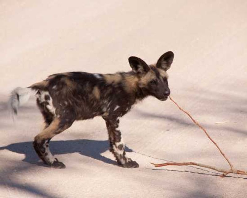 Wild Dog Pup