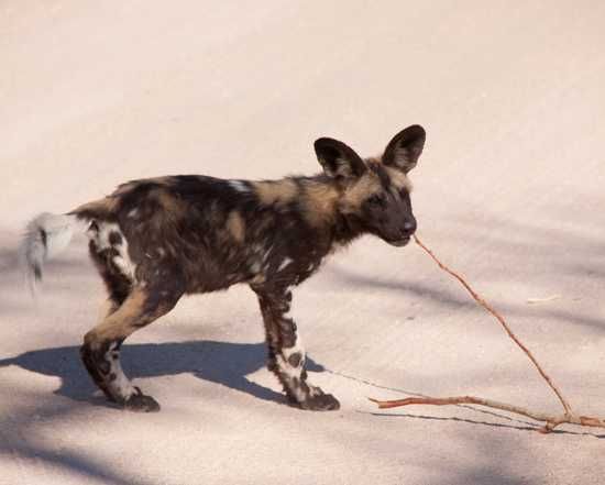 Wild Dog Pup