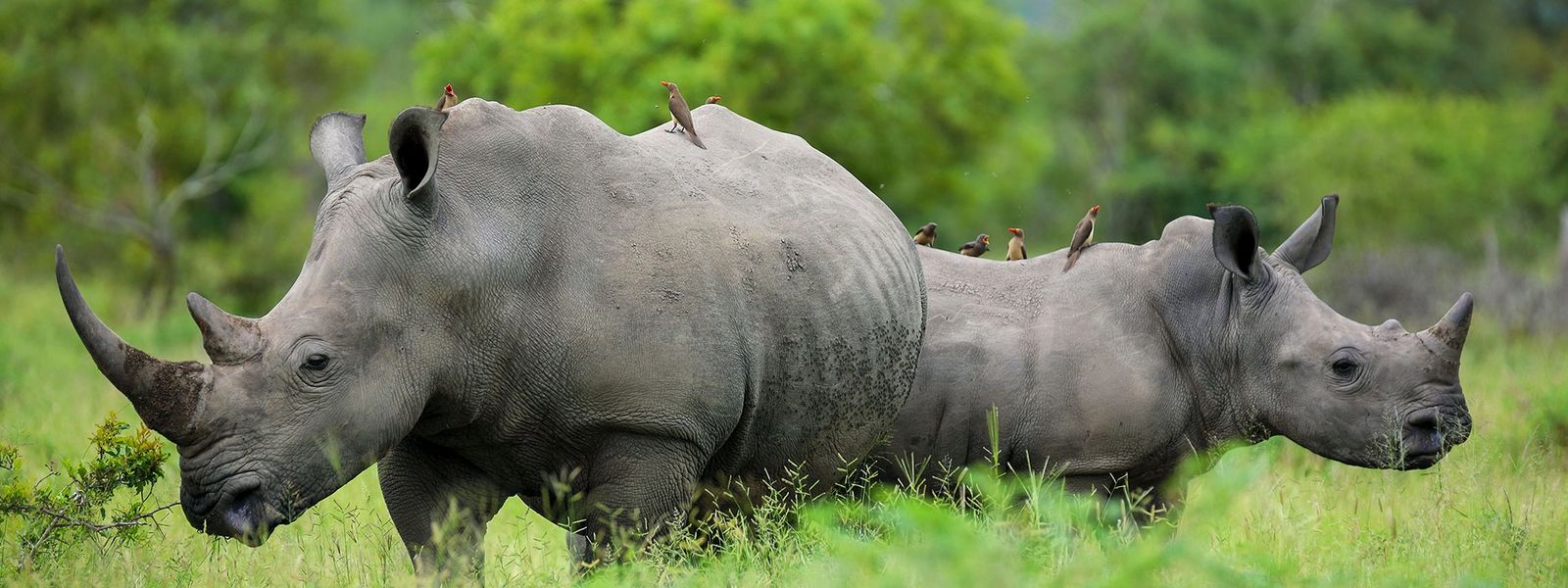 Rhinos in Pictures: Icons of the African Wilderness