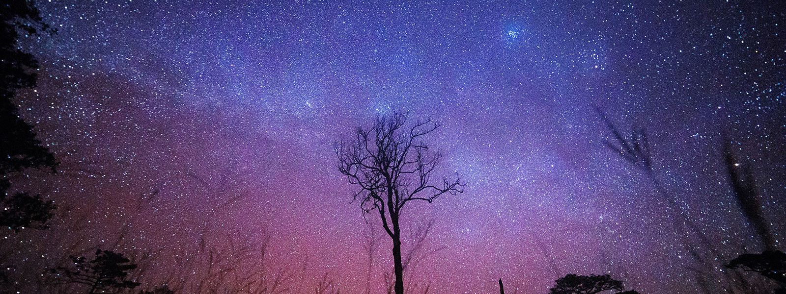 Safari by Starlight: A Night Safari in the African Bush