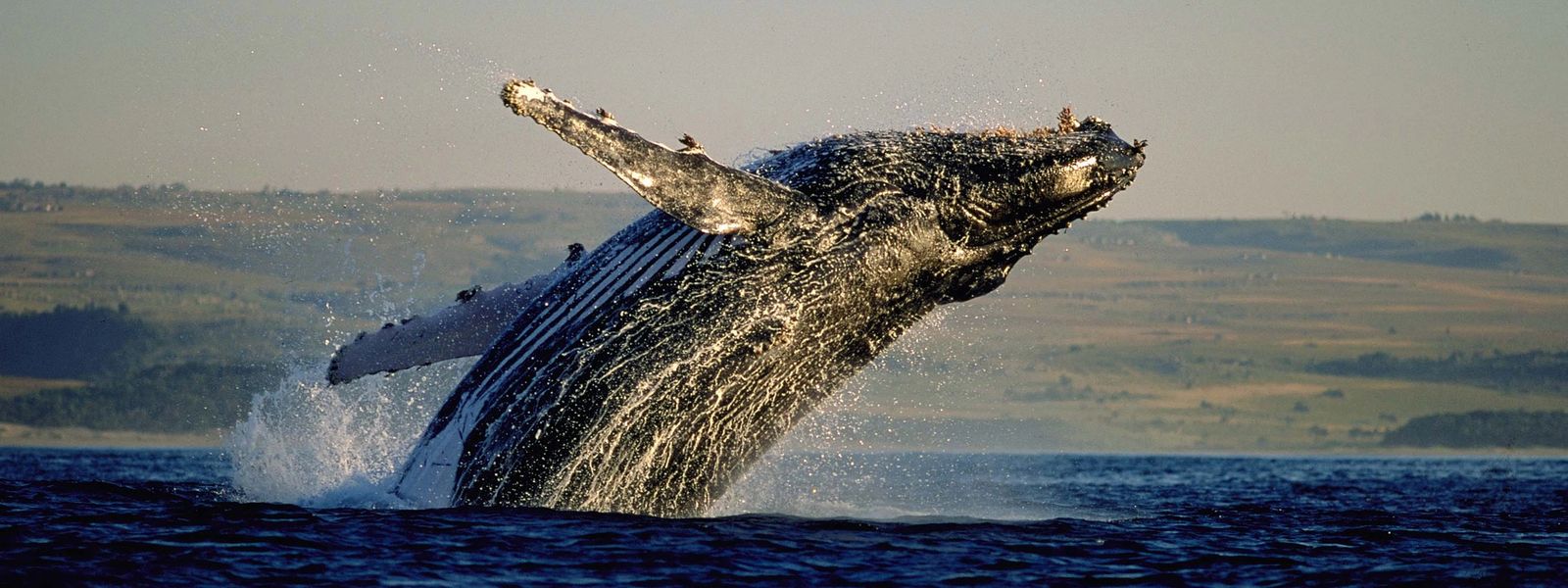 Où et quand observer les baleines en Afrique du Sud ?
