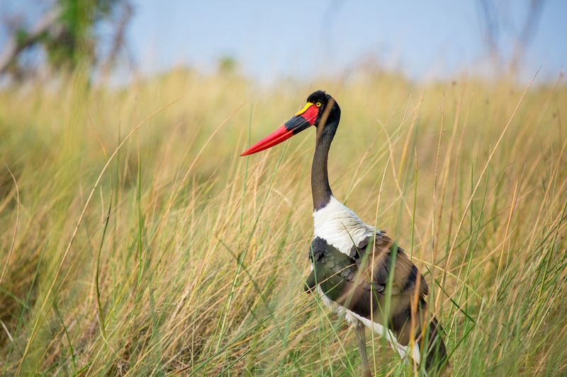 Saddle stork in the long grass