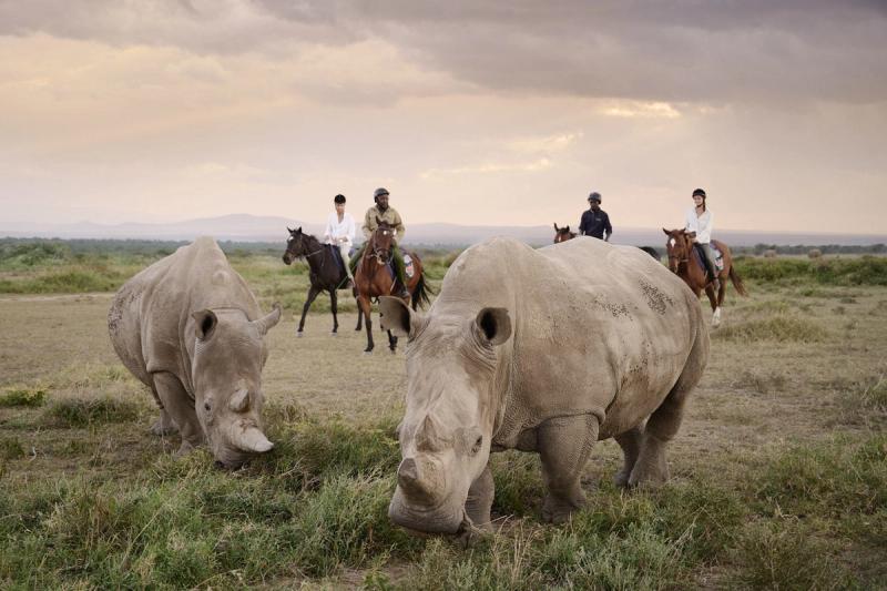 Two rhinos graze in the foreground while a group of horseback riders observes them from a safe distance in an open plain