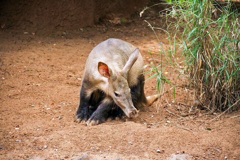 aardvark-sniffing-ground