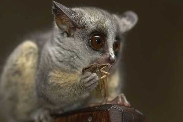 Curious Creatures of Africa