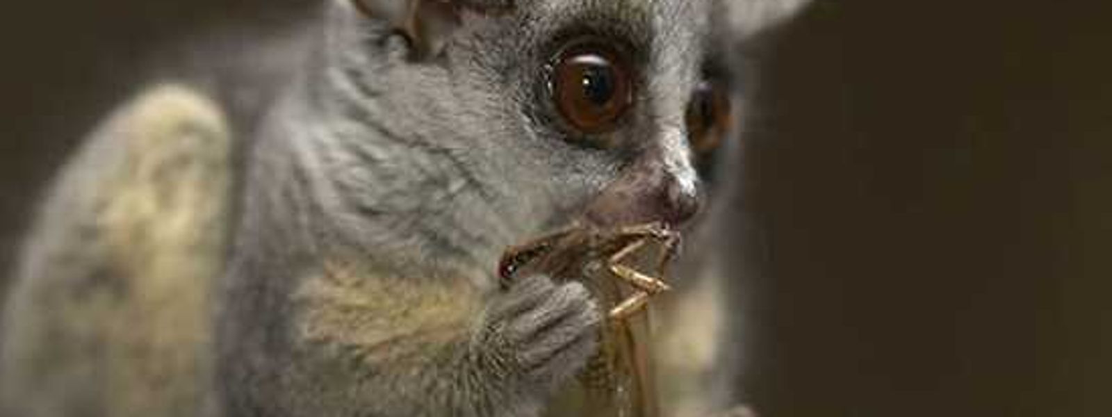 Curious Creatures of Africa