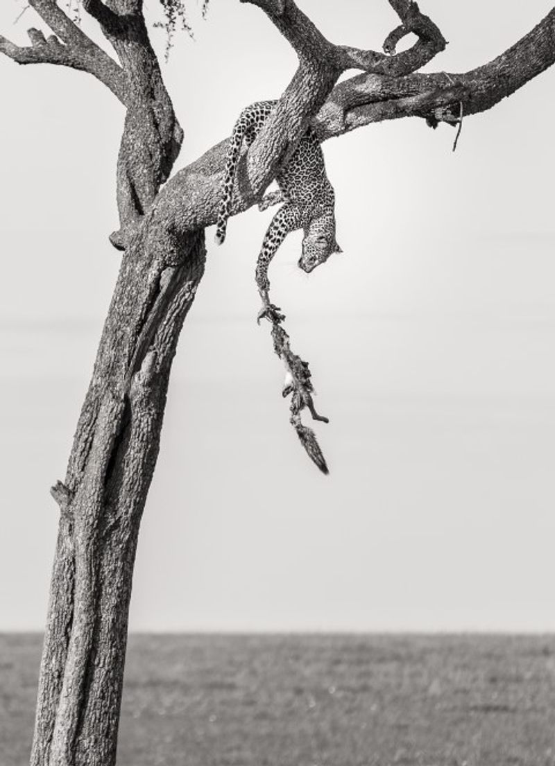 Ein Leopard auf einem Baum hält an seiner herunterfallenden Beute fest - Gewinnerfoto bei Africa's Photographer of the Year 2018