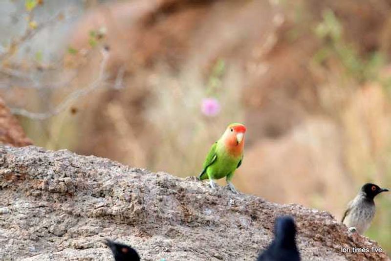 A waterhole forms part of the Mowani Mountain Camp and Lori and Chuck "watched the comings and goings for hours." This Rosy Faced Lovebird is one of Lori's favourites.