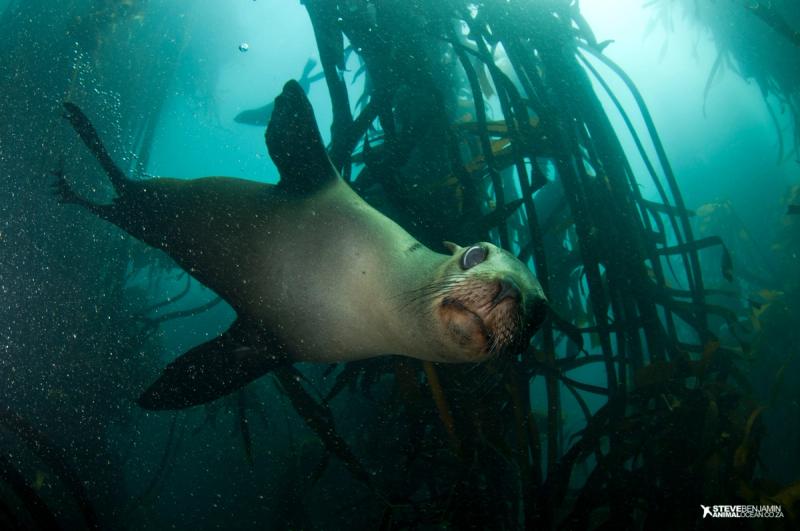 Seal snorkeling with Animal Ocean