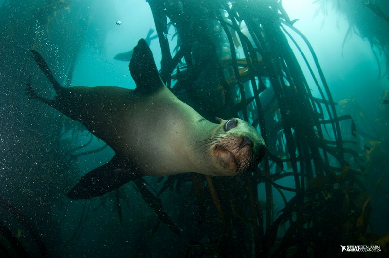Seal snorkeling with Animal Ocean