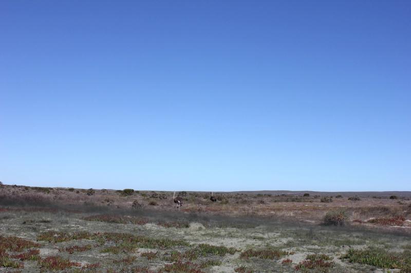 Autruches dans le Parc National du lagon de Langebaan