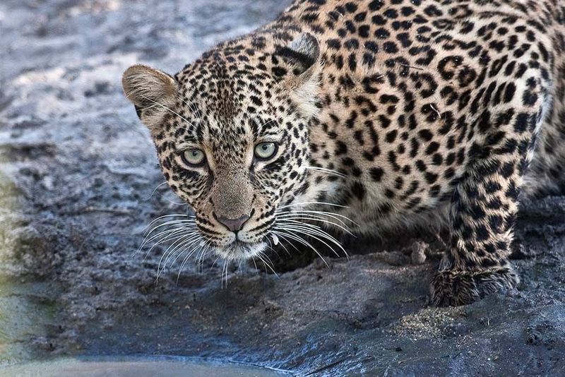 thandi-leopard-silvan