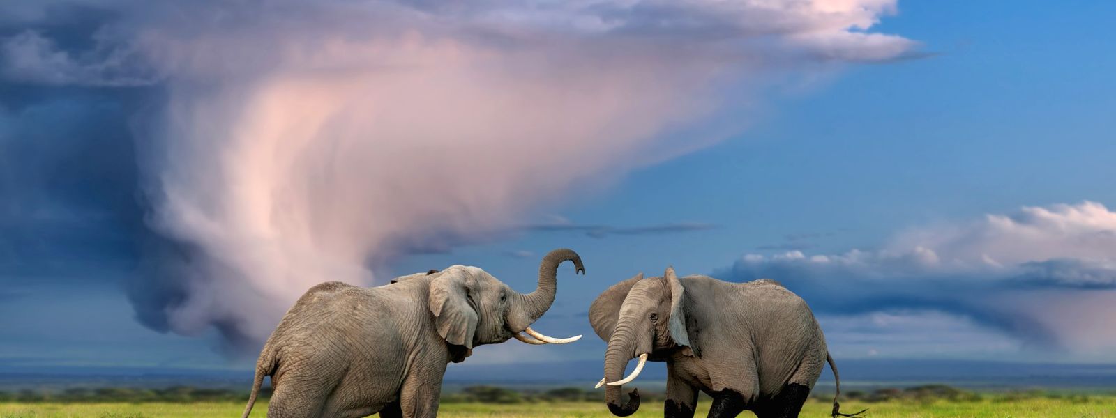Botswana vs Kruger : Quelle destination offre les meilleurs safaris ?