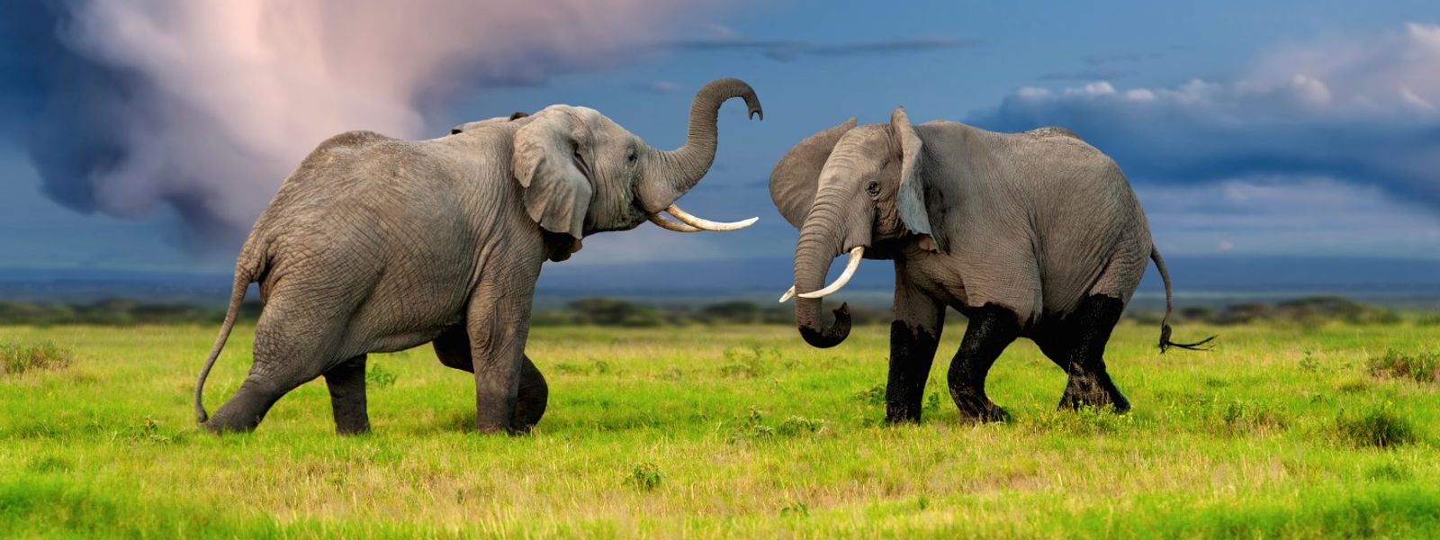 Botswana vs Kruger: Which Destination Offers the Best Safari?