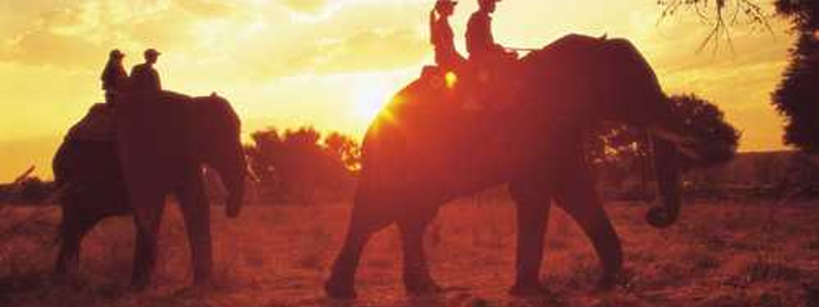 A Pachyderm Safari