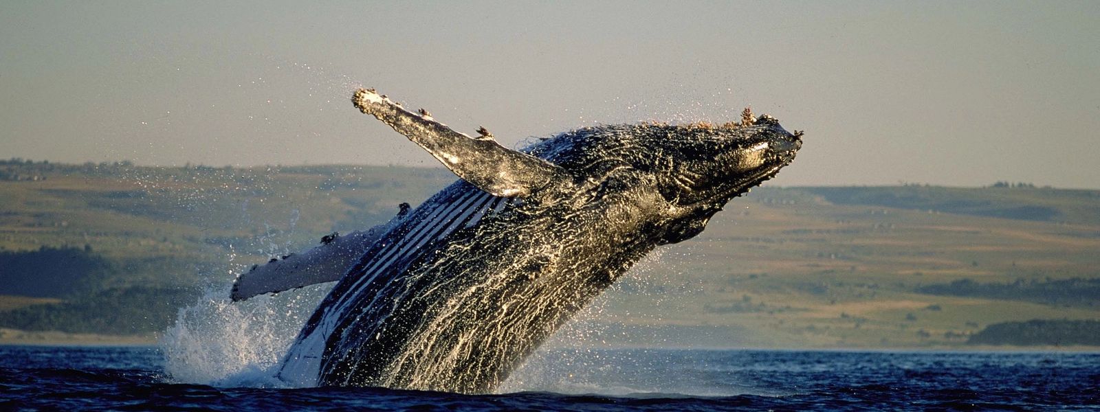 Enamórate de: las ballenas