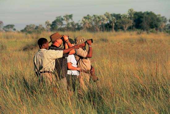 Meet The Big Five: Africa's Animals