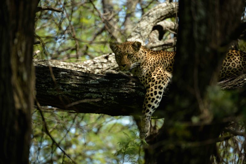 A ;leopard at Klein's Camp
